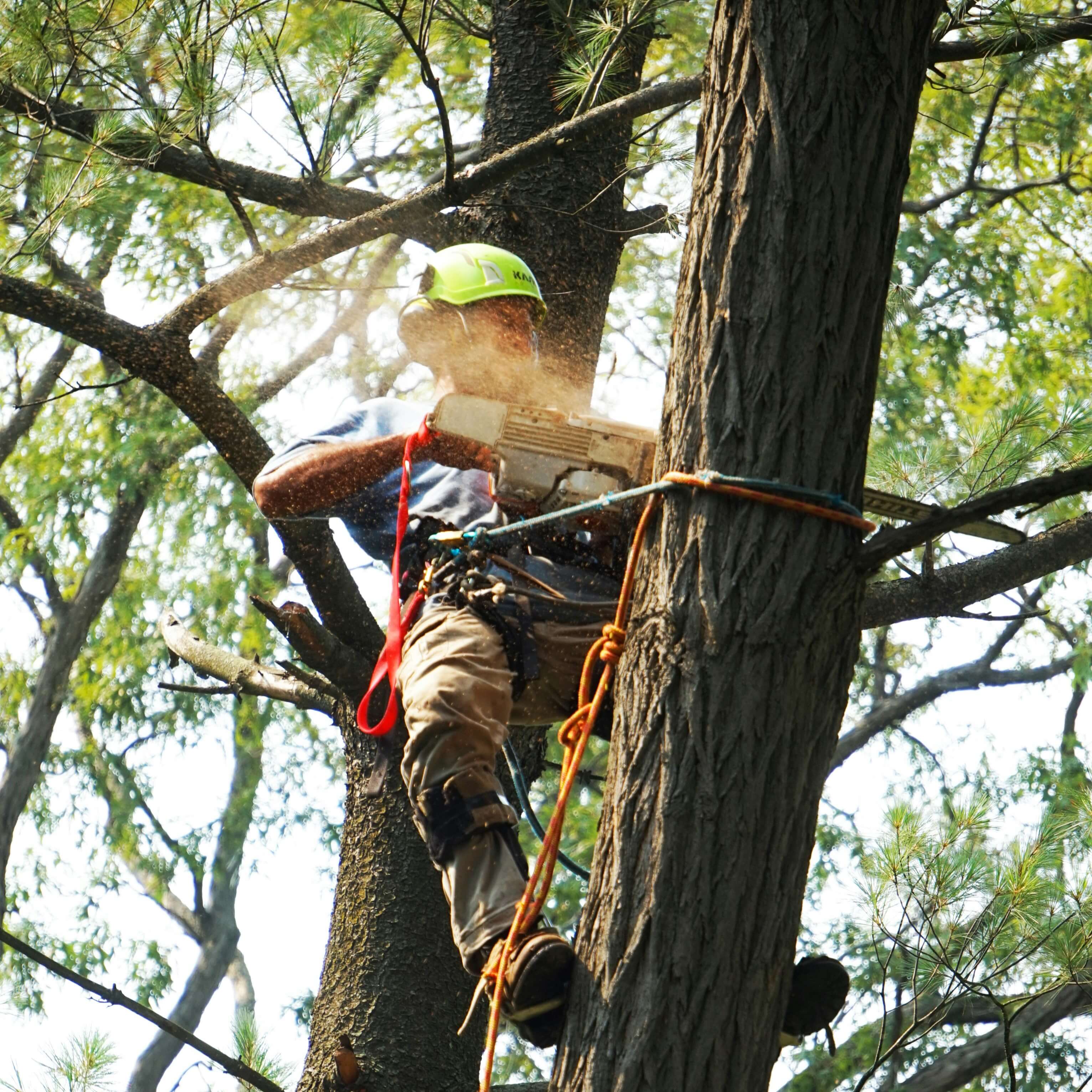 Professional arborist performing tree trimming service San Marcos CA